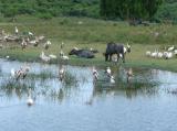 Yala National Park